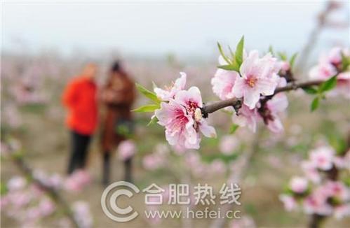 响桃什么意思？从肥东到响导多久