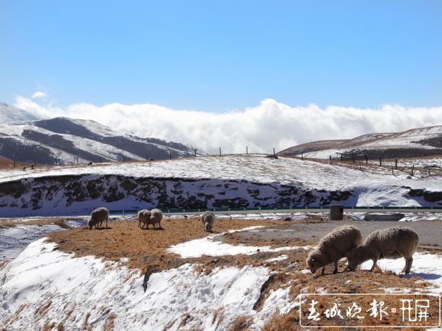 几月份去云南旅游最适合，怎么去？会泽草海冬天会下多久的雪