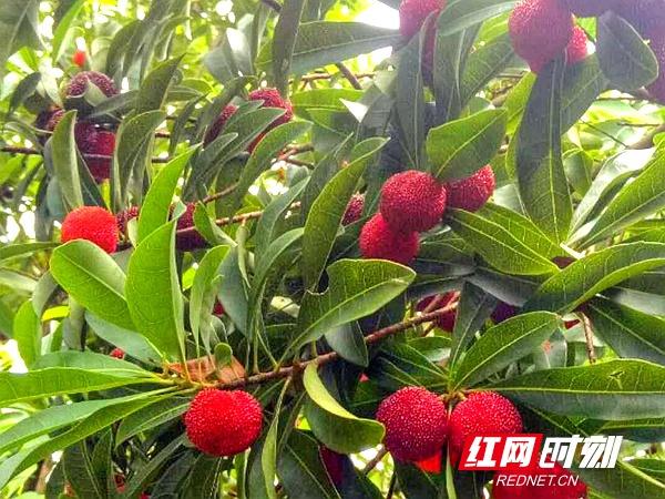 重庆巴南哪里可以摘杨梅？深圳龙岗到惠州石坝要多久