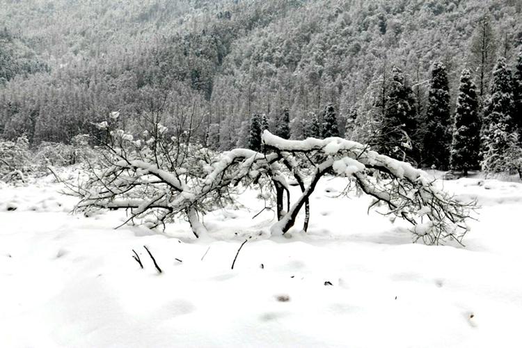 四川有哪些可以看雪景的地方？鸡冠山一般多久下雪