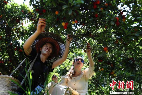 在桂林哪里有杨梅摘？平乐桥亭乡到桂林多久